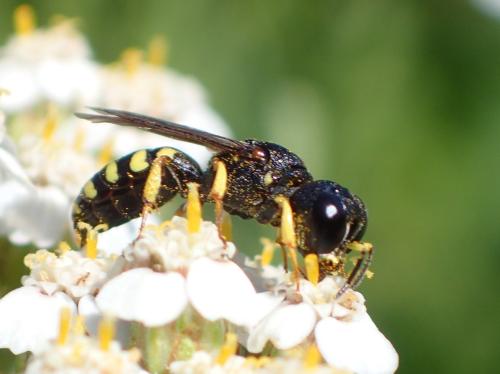 Lestica clypeata
